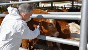 Aydın'da şap alarmı: 22 mahalleye hayvan giriş çıkışı durduruldu