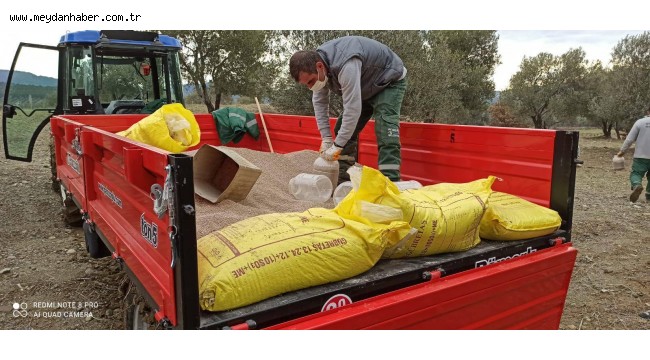 AYVALIK BELEDİYESİ ZEYTİNLİKLERİNDE HEDEF REKOLTEYİ İKİYE KATLAMAK