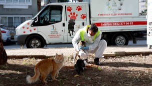 BAYRAKLI'DA SOKAK HAYVANLARI YALNIZ DEĞİL