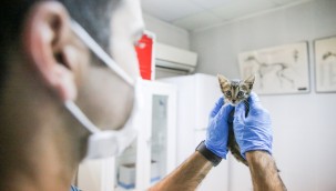   Buca Belediyesi kedileri yazın susuz kışın yuvasız bırakmadı