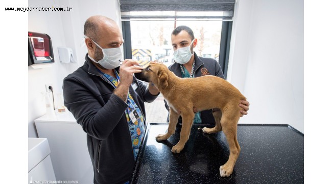 Büyükşehir can dostlar için çalışıyor