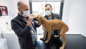 Büyükşehir can dostlar için çalışıyor