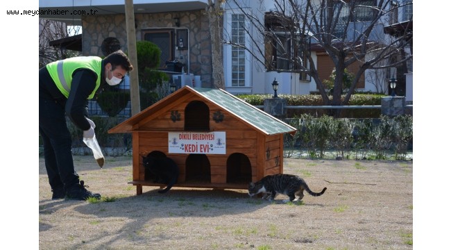 Can dostlarımızı kedi evleri ile buluşturuyoruz