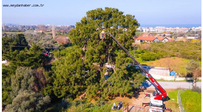Güzelbahçe Belediyesi'nden 'Tırtıl' Operasyonu