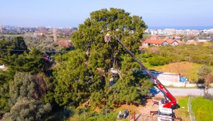 Güzelbahçe Belediyesi'nden 'Tırtıl' Operasyonu