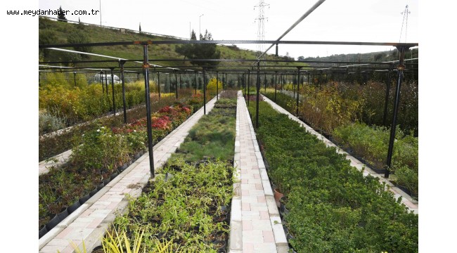 Karabağlar'ın fidanlığı yeşerdi