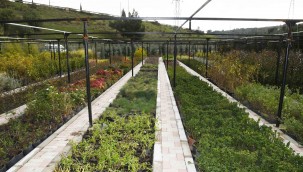 Karabağlar'ın fidanlığı yeşerdi