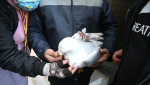 Karşıyaka'da martı operasyonu