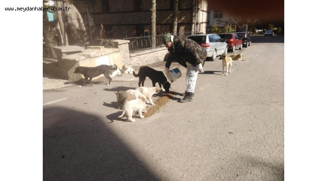 Kızılcahamam Belediyesi Sokak Köpekleri İçin Seferber Oldu