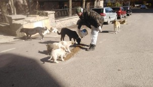 Kızılcahamam Belediyesi Sokak Köpekleri İçin Seferber Oldu