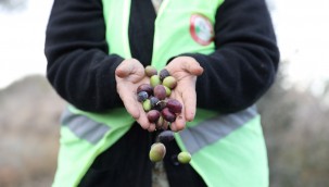 Soğuk Sıkım Zeytinyağı Aşevinde Değerlendirilecek