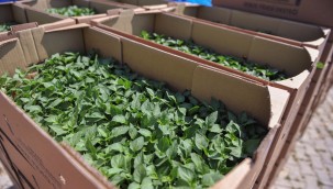 TARIMSAL DESTEK BAŞVURULARI DİJİTAL ORTAMA TAŞINDI