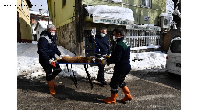 Tümörlü Köpek Sağlığına Kavuştu