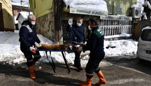 Tümörlü Köpek Sağlığına Kavuştu