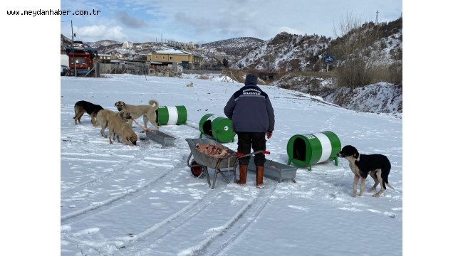 Zorlu Kış Şartlarında Sokaktaki Canlara Sıcak Yuva