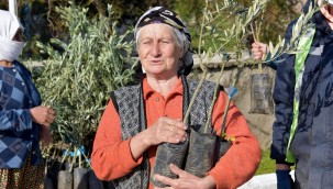 Aliağa'da Zeytin Şöleni Sürüyor