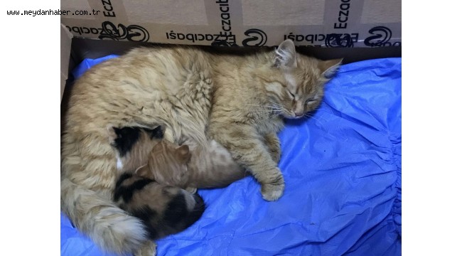 Anne kedi yavrularını doktora getirdi