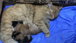 Anne kedi yavrularını doktora getirdi