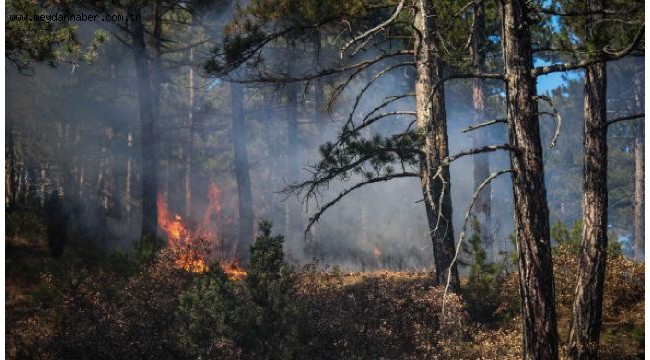 Antalya'da yakalanan PKK'lı ormanlık alanda yangın çıkardığını itiraf etti