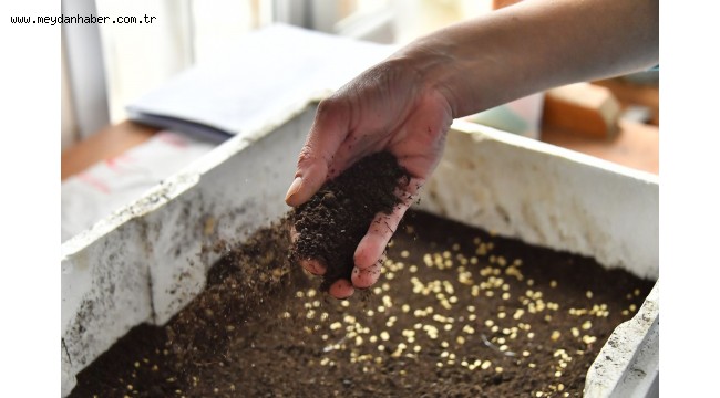 ATA TOHUMLARI TOPRAKLA BULUŞUYOR
