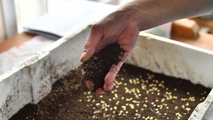 ATA TOHUMLARI TOPRAKLA BULUŞUYOR