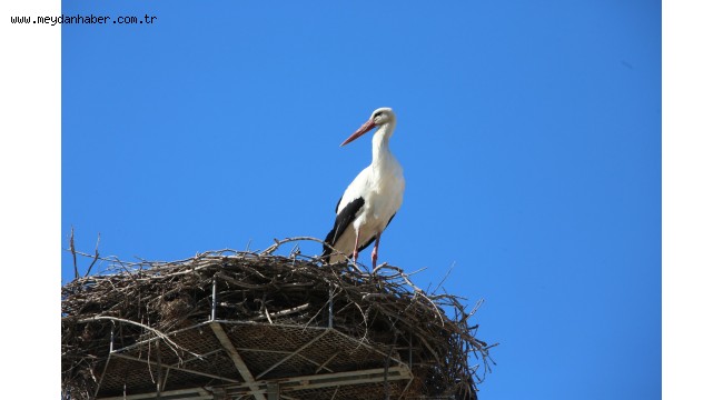 BAHARIN MÜJDECİSİ LEYLEKLER EFES SELÇUK SEMALARINDA