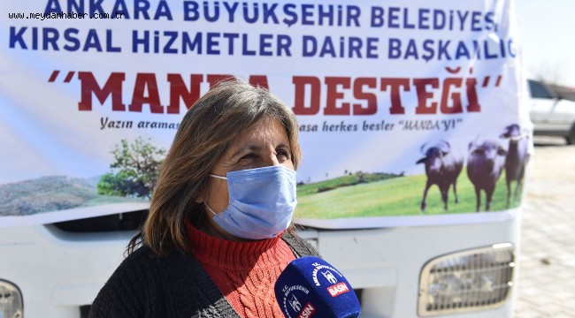 BAŞKENT'TE ET VE SÜT ÜRETİMİNİ ARTIRACAK DESTEK BAŞLADI: 3 İLÇEDE GEBE MANDA DAĞITIMI TAMAMLANDI