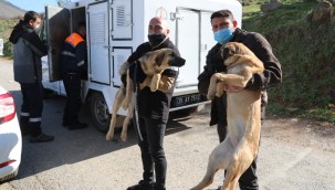 BAYRAKLI'DA HAYVANSEVERLERDEN ÖRNEK DAYANIŞMA