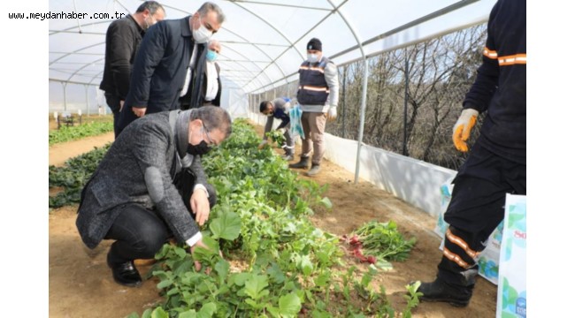 Belediyenin kurduğu seralarda yetişen sebzeler ihtiyaç sahiplerine ulaştırılıyor