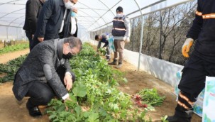 Belediyenin kurduğu seralarda yetişen sebzeler ihtiyaç sahiplerine ulaştırılıyor