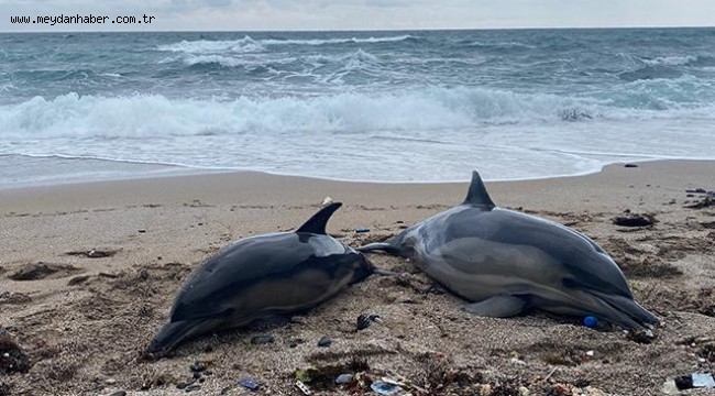 Beykoz'da iki ölü yunus karaya vurdu