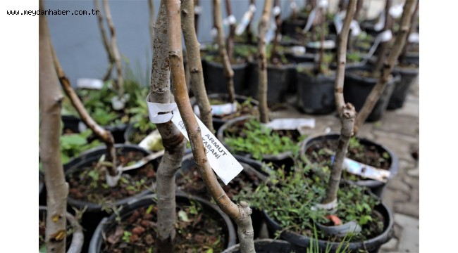 Buca Belediyesi'nden üreticiye 13 çeşit meyve fidanı