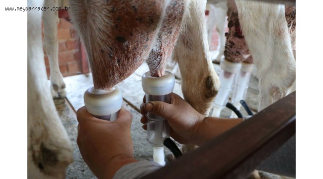 Çanakkale Birlik Küçükbaş Hayvan Sütünde Tavsiye Fiyatı Açıkladı