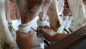 Çanakkale Birlik Küçükbaş Hayvan Sütünde Tavsiye Fiyatı Açıkladı
