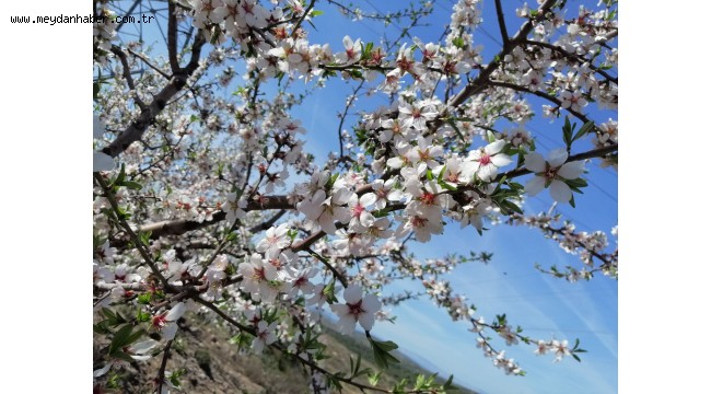 Çeşme'de badem ağaçlarının çiçeği soldu