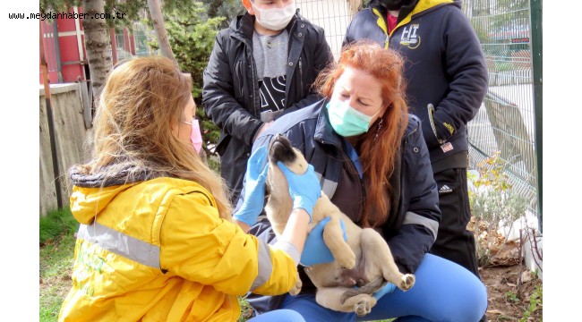 -DERSİMİZ "HAYVAN SEVGİSİ" 