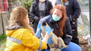 -DERSİMİZ "HAYVAN SEVGİSİ" 