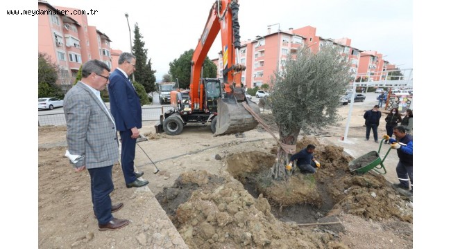 Gaziemir'de zeytin ağaçlarına ikinci yaşam