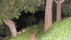 İzmir'de ormanlık alanda kafatası ve kaburga bulundu