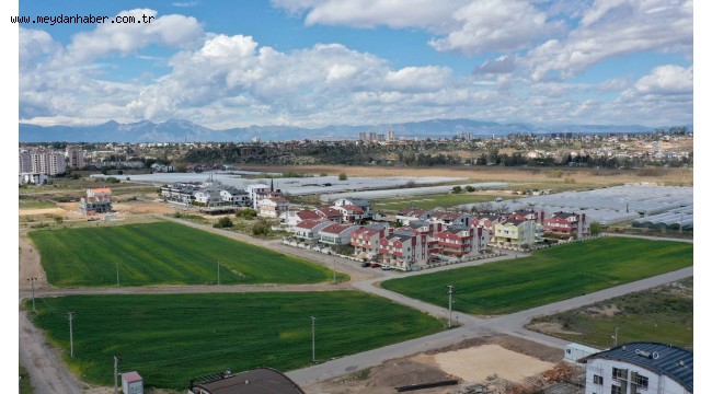 Muratpaşa, 20 bin kilogram buğday hasat edecek