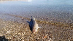 Sahile ölü köpek balığı vurdu