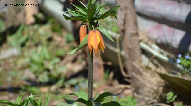 Ters lale koparana 60 bin lira ceza