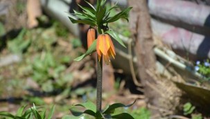 Ters lale koparana 60 bin lira ceza