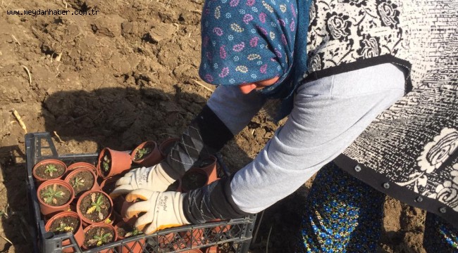AYVALIK KOOPERATİFİ KÜÇÜK ÜRETİCİNİN UMUDU OLDU