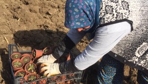 AYVALIK KOOPERATİFİ KÜÇÜK ÜRETİCİNİN UMUDU OLDU