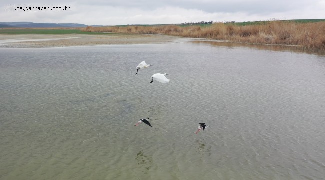 BAŞKENT'İN RENKLİ MİSAFİRLERİ FLAMİNGOLAR MOGAN GÖLÜ SEMALARINDAN GEÇTİ
