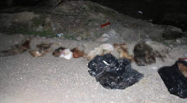 Başkentte çöp poşetlerinde çok sayıda ölü köpek bulundu