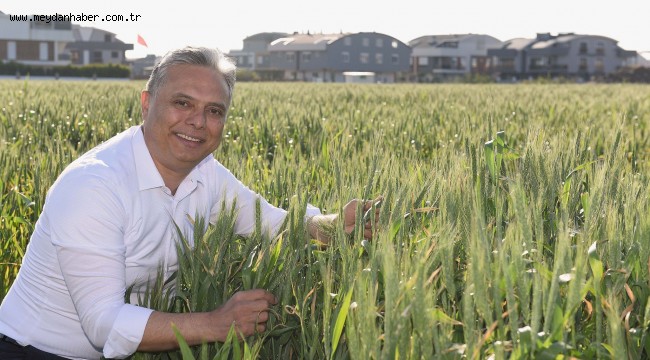 Buğdaylar başak verdi