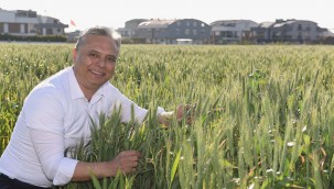Buğdaylar başak verdi