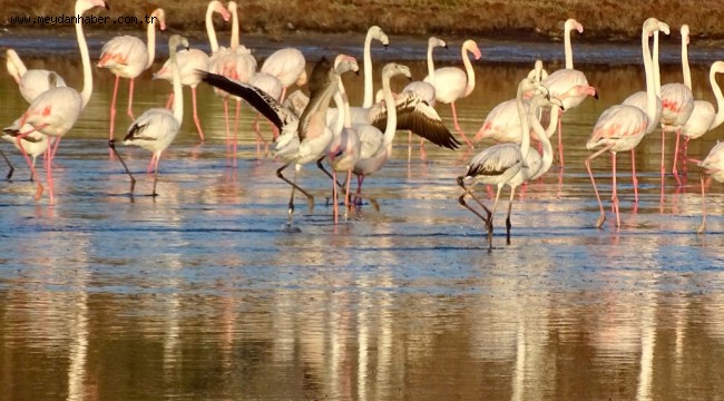 "Doğanın İzinde - Alaçatı Sulak Alanında"